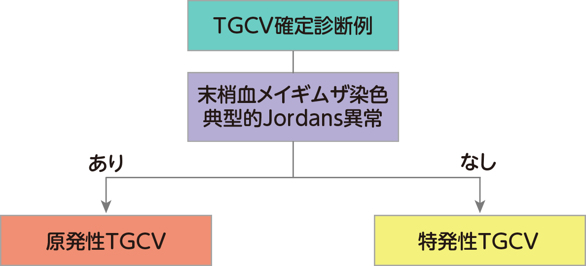 TGCV確定診断例（Definite TGCV)の分類アルゴリズム